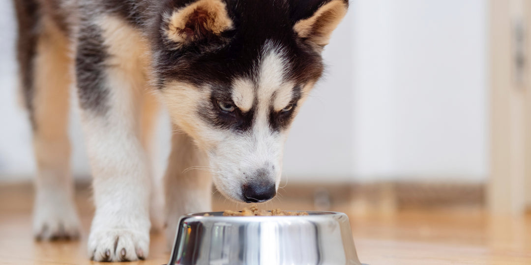 What dog food is best for my dog?