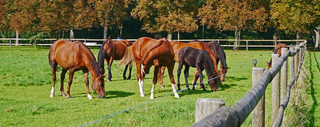 Puzzled by Paddock Care? Our Agriculture team share their tips on horse paddock and field maintenance