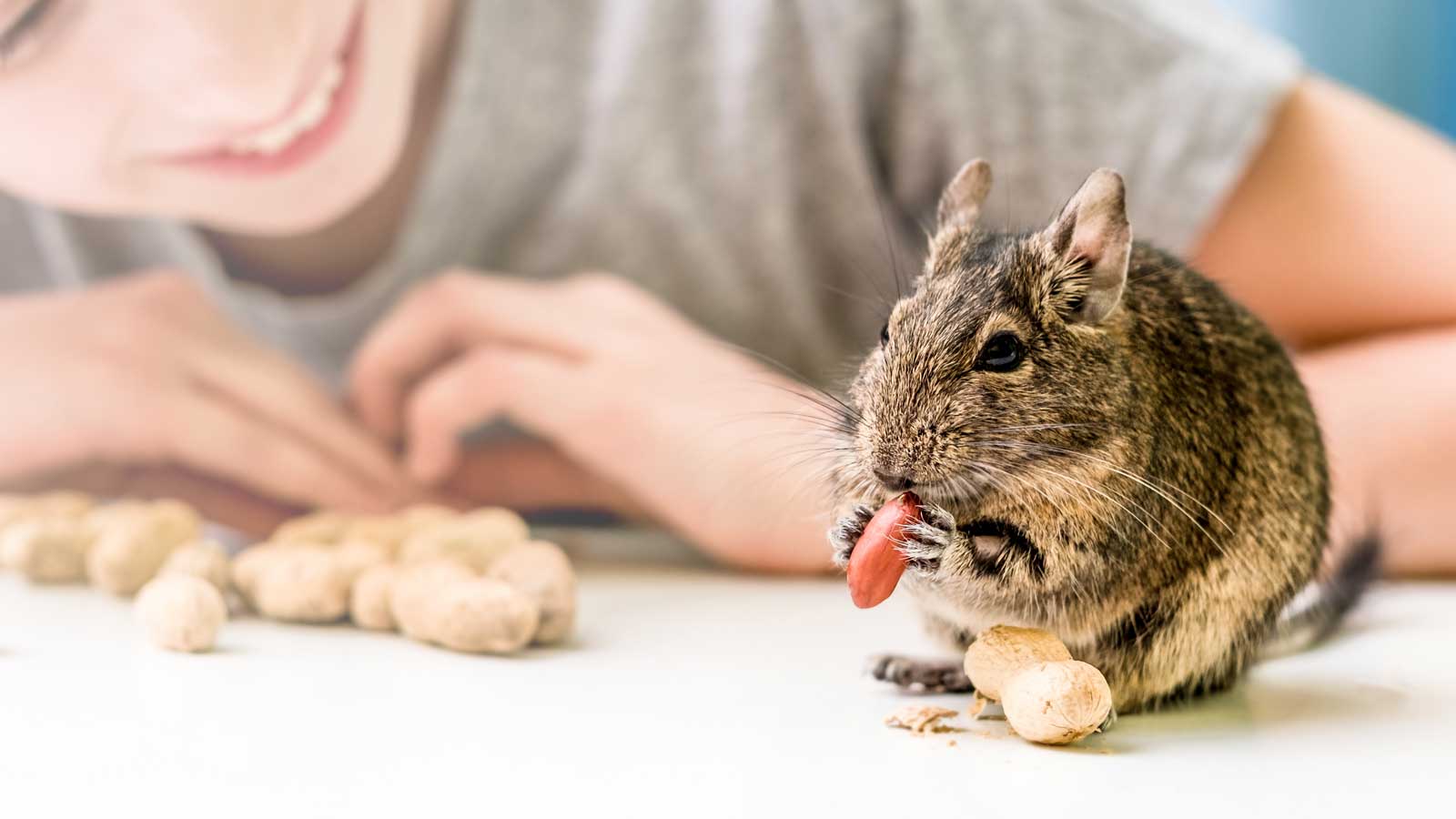 Degu Food & Treats