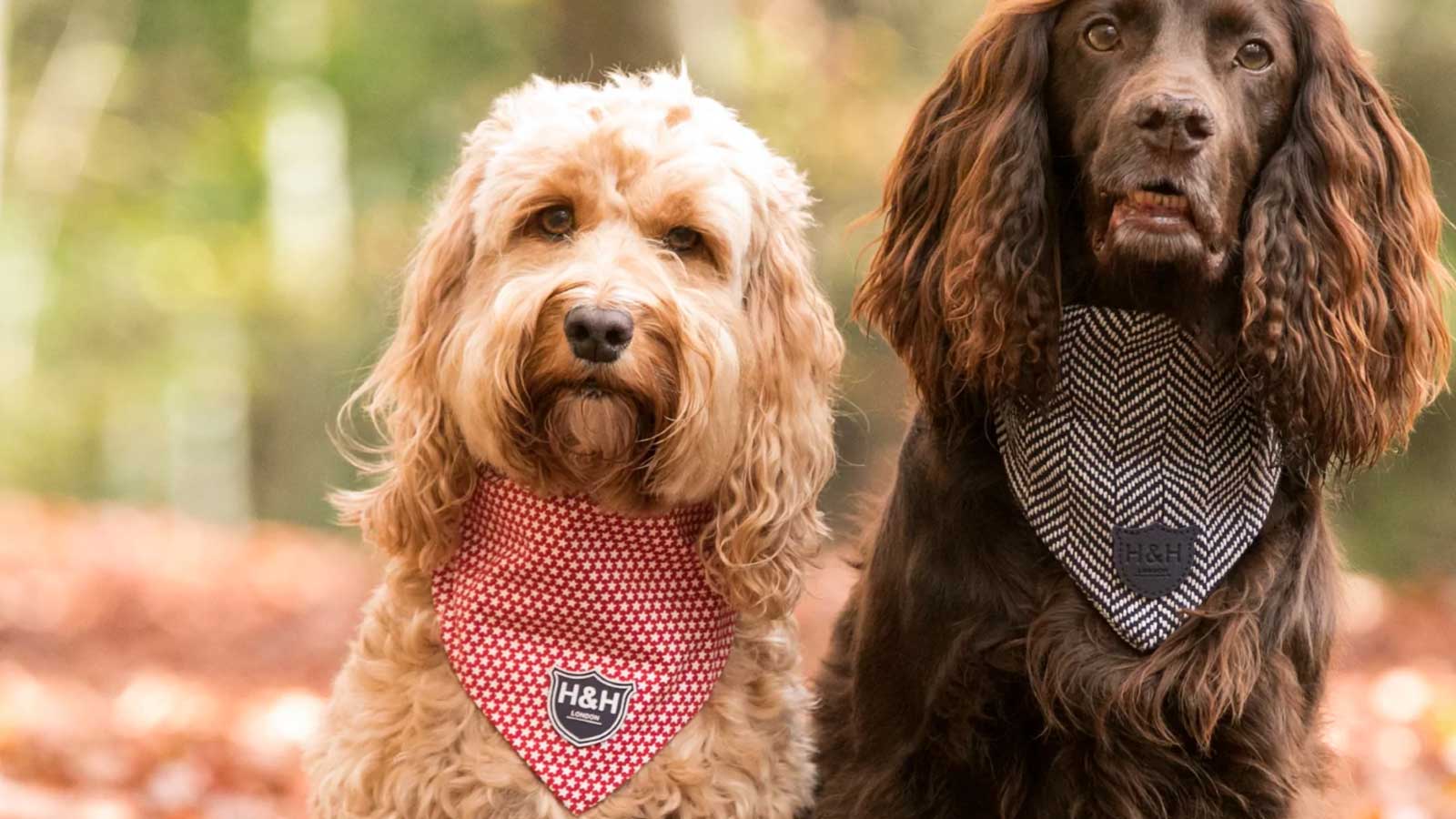 Dog Bandanas