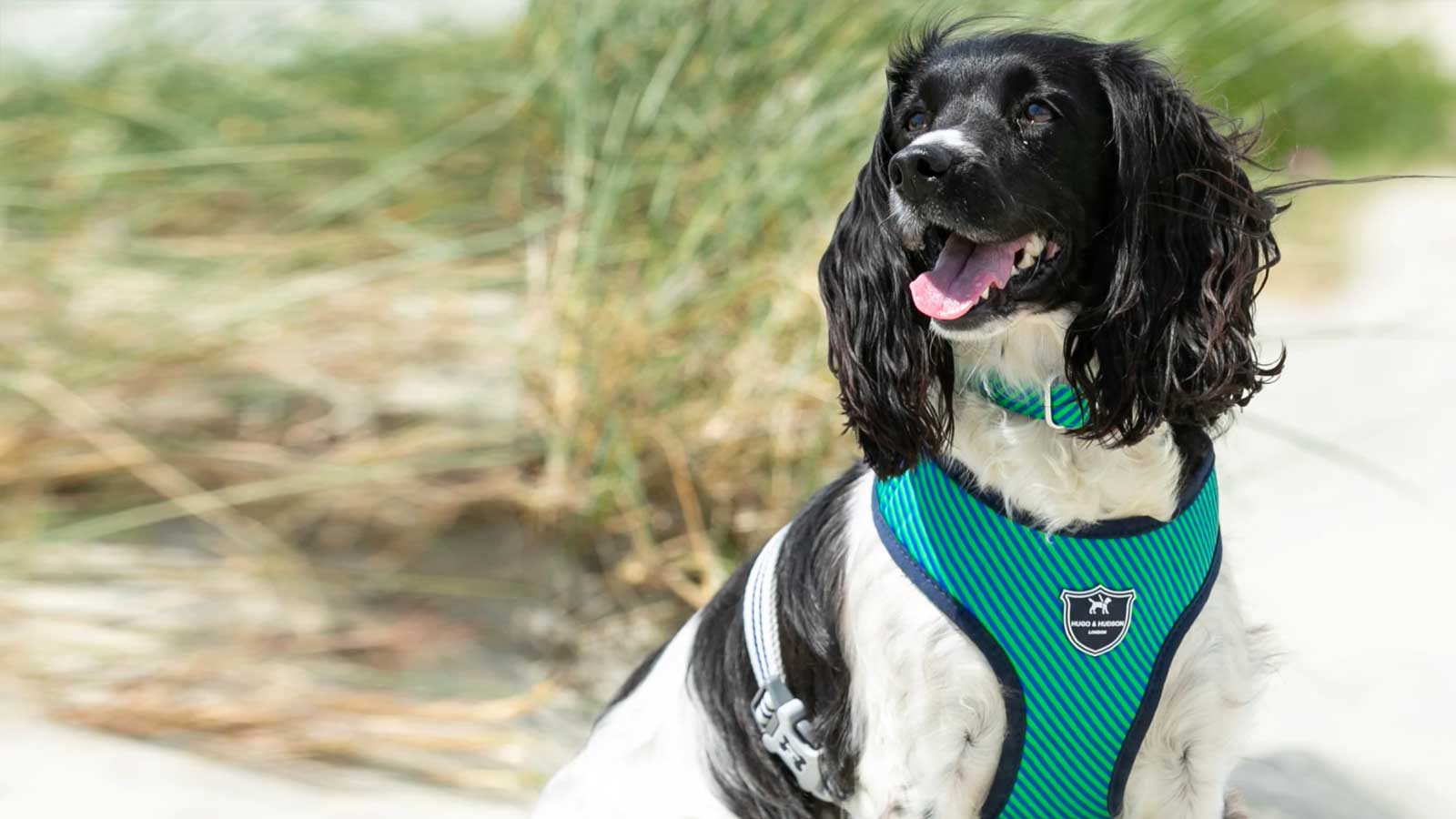 Dog Walking Harnesses & Travel Harnesses