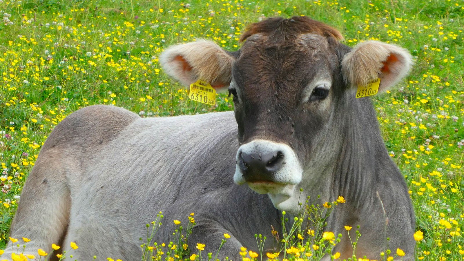 Cattle Feed & Supplies