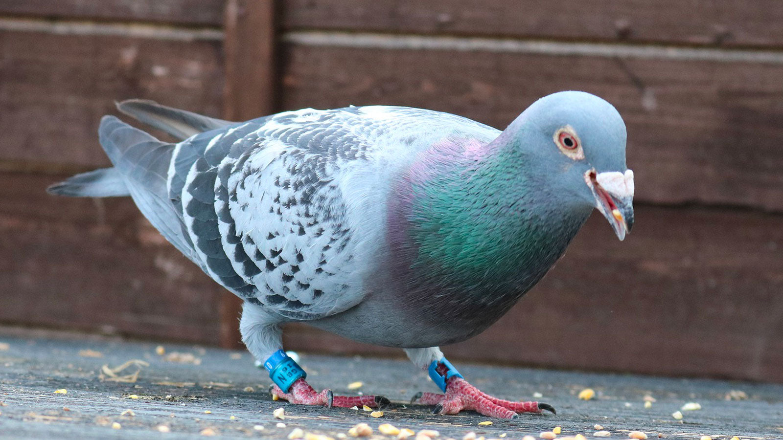 Pigeon Feed & Supplies