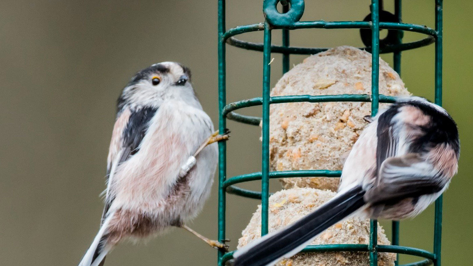 Fat Balls & Suet Treats for Garden Birds