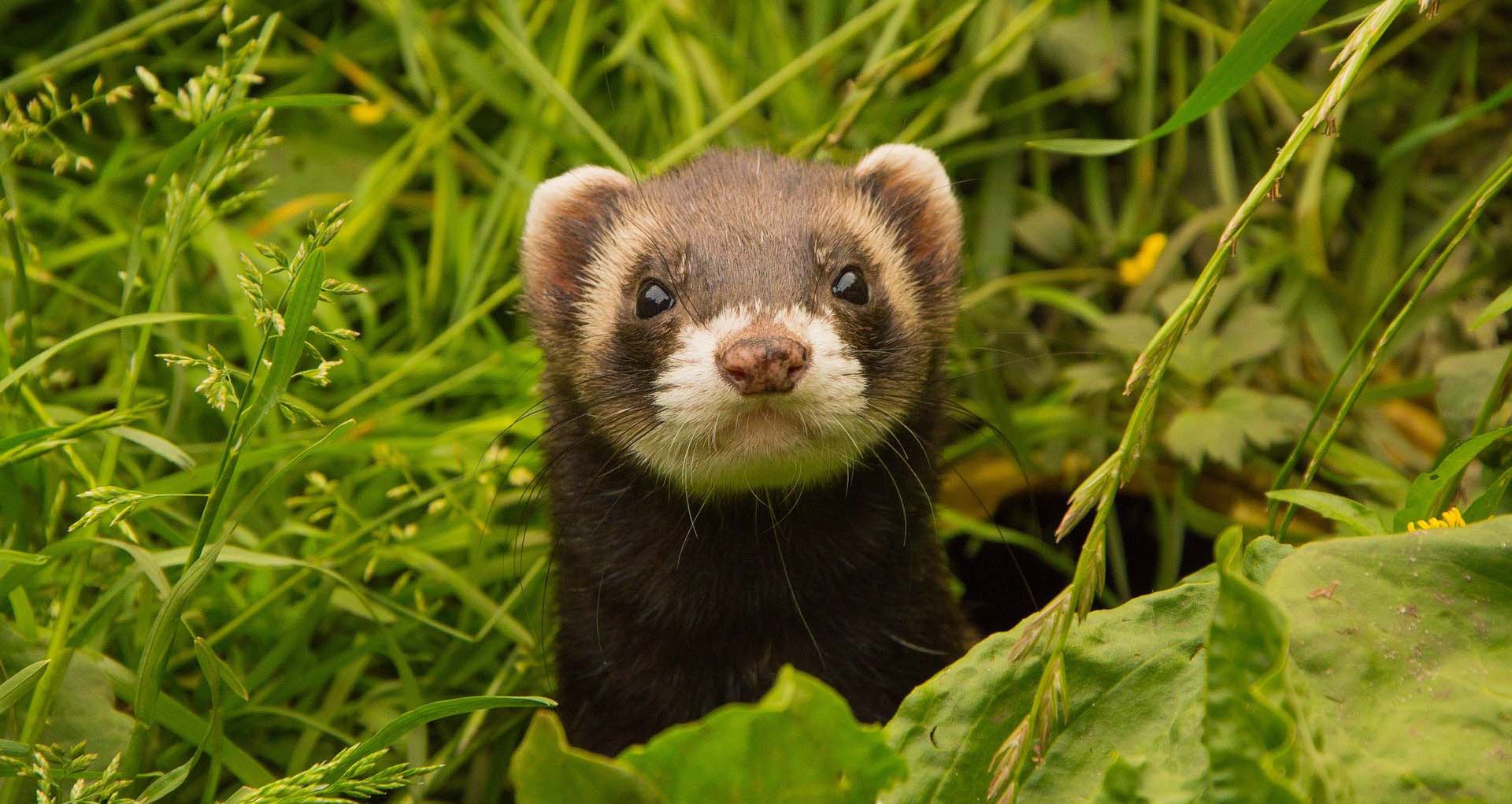 Buy Ferret Food Online