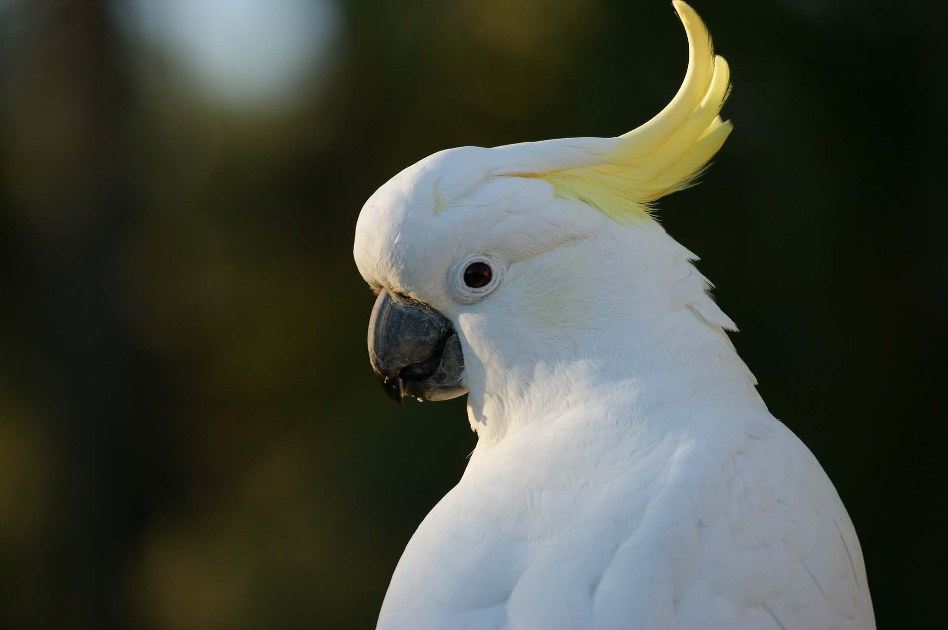 Toys & Treats for Birds