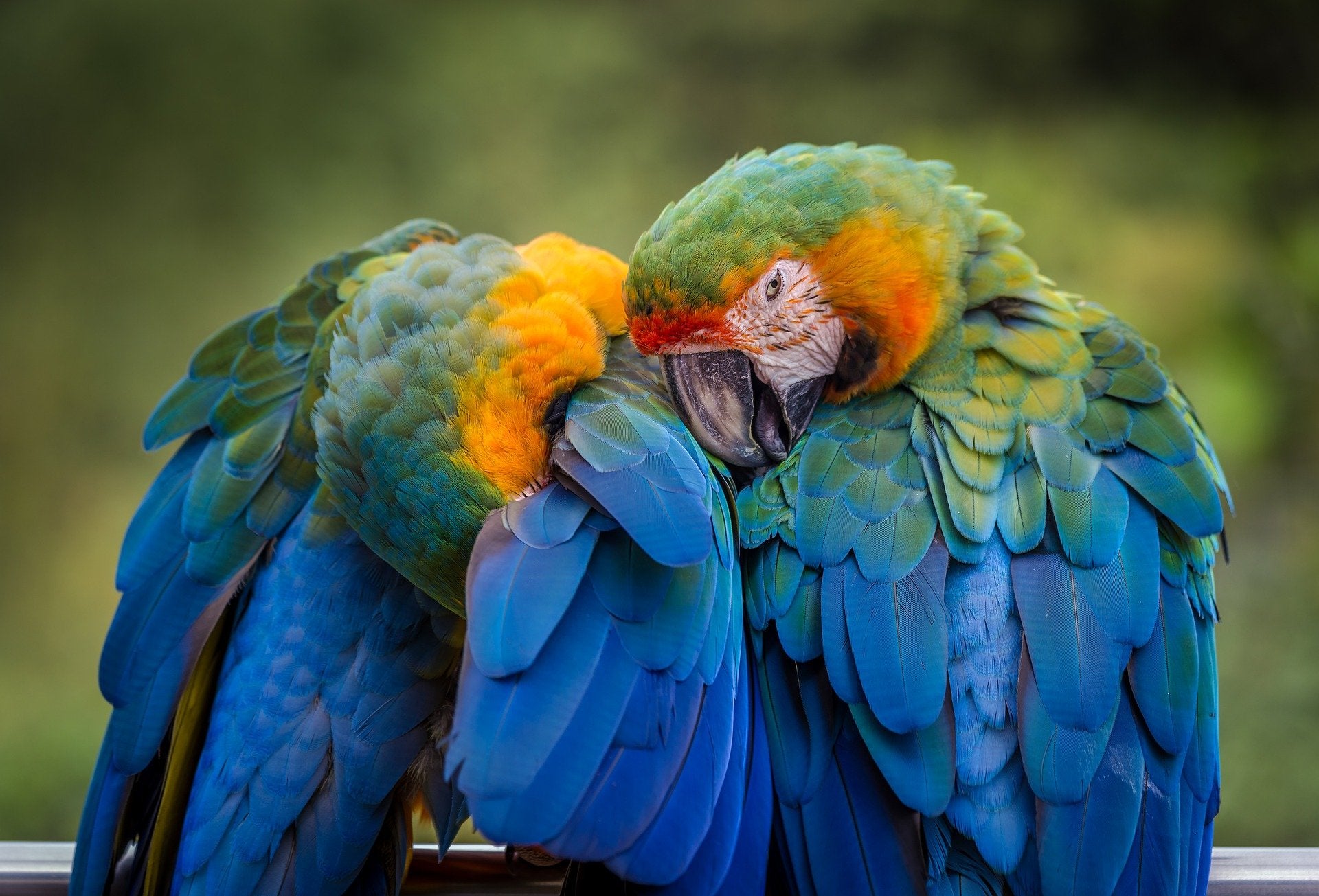 Parrot Food & Treats