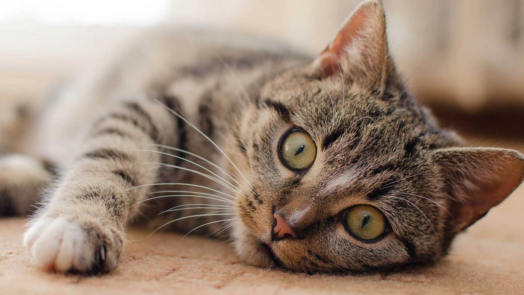 Cat Health & Calming Supplements