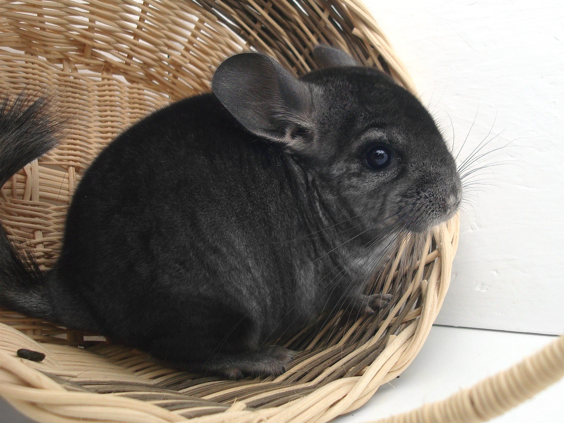 Chinchilla Food, Treats & Supplies