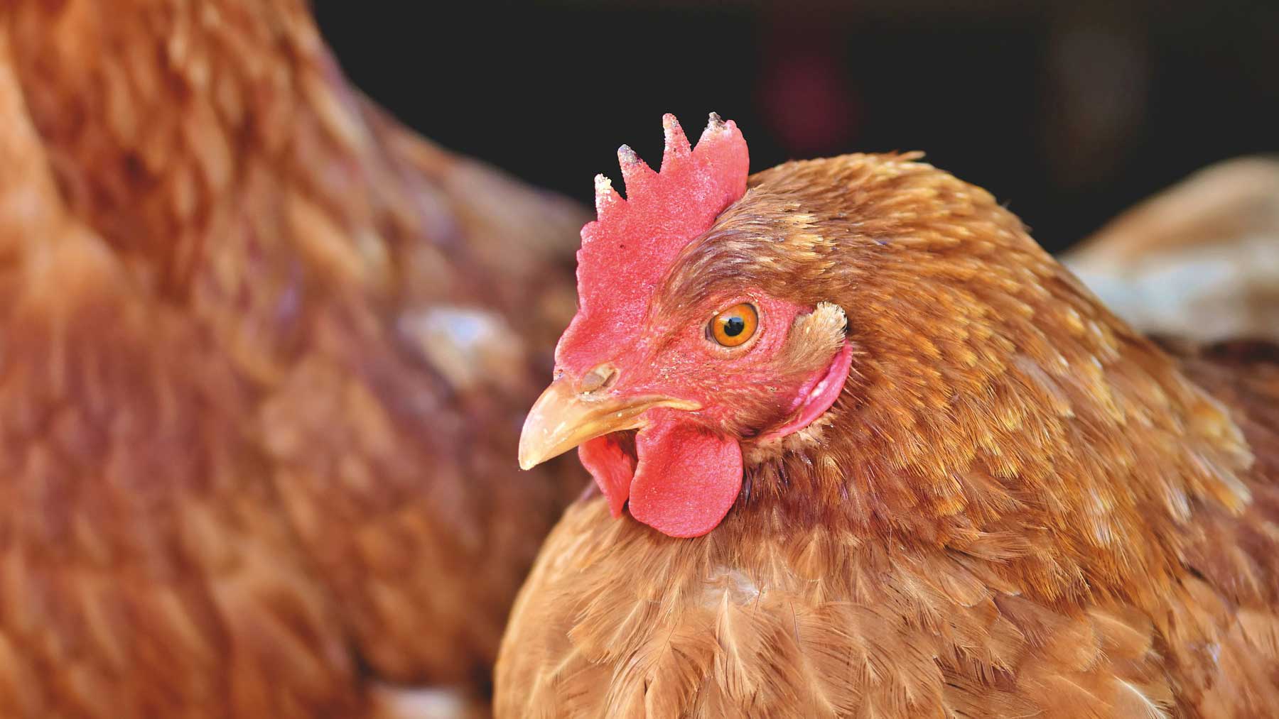 Chicken & Turkey Feeds