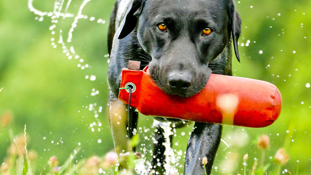 Gundog Training Equipment & Accessories