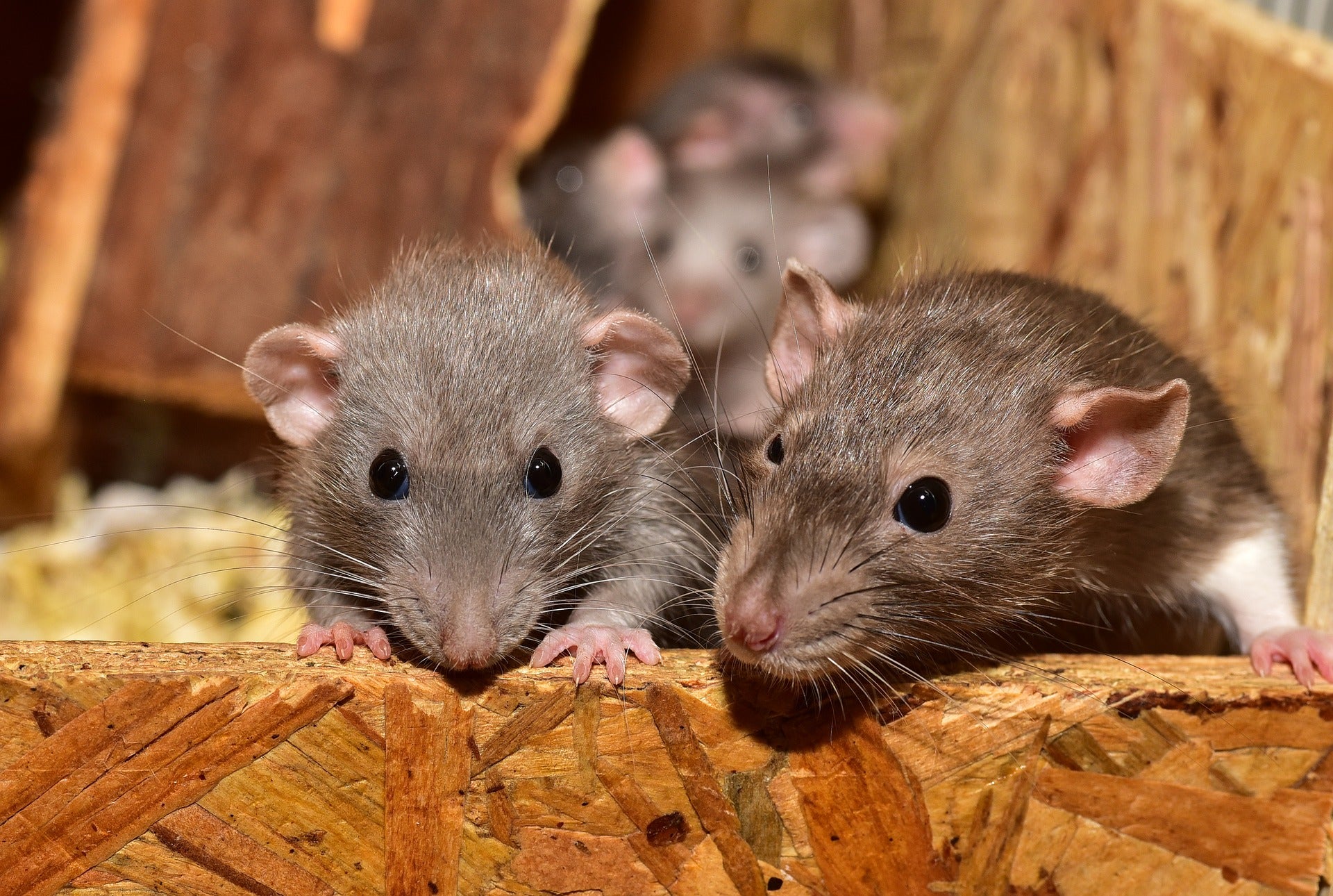Rat Food