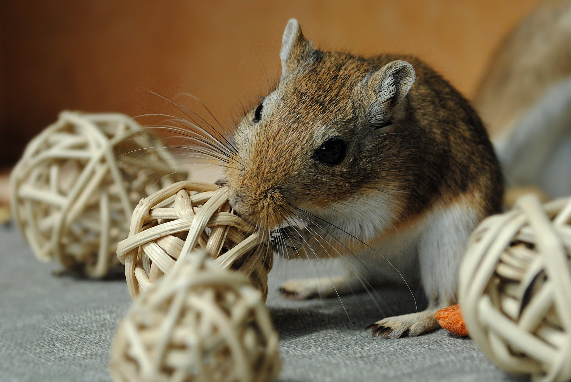 Gerbil Food & Treats