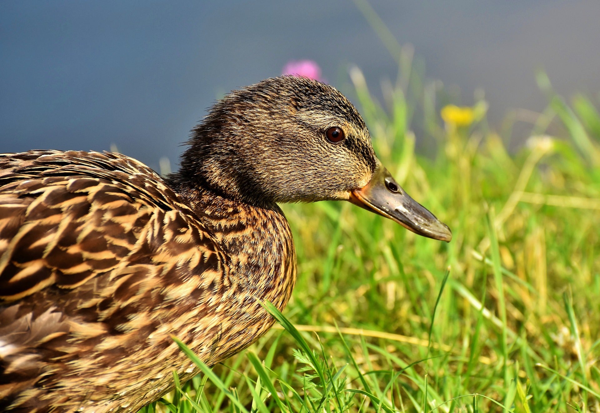 Duck, Goose & Waterfowl Feeds