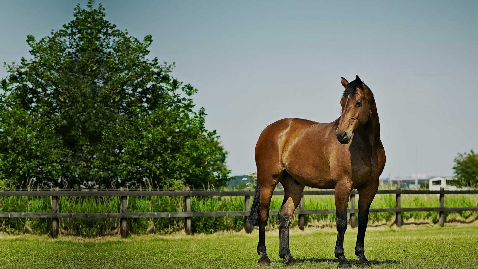 Equerry Horse Feed