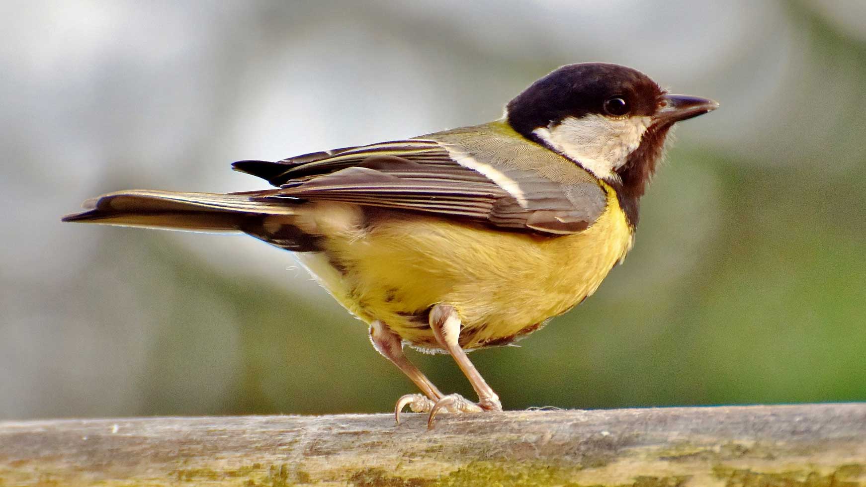Garden & Wild Bird Supplies