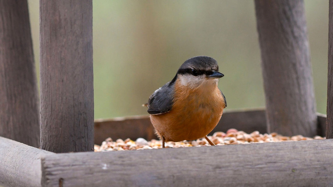 Bird Tables, Feeding Stations & Bird Baths