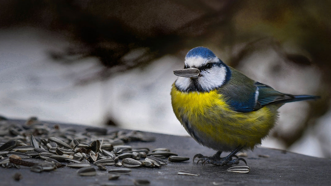 Wild Bird Feed & Seeds