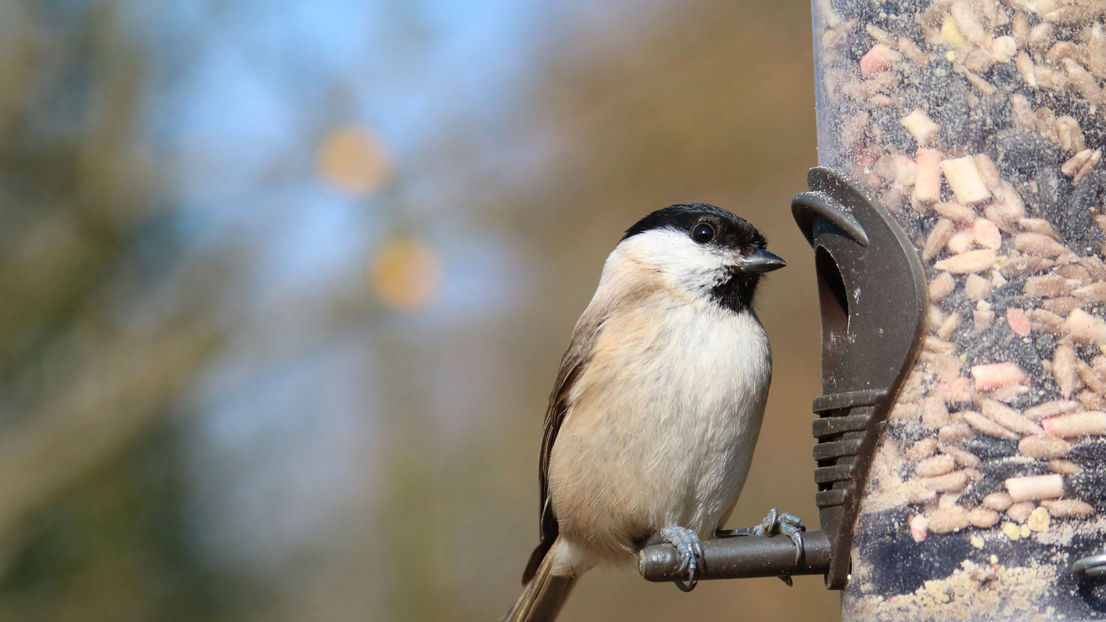 Bird Feeders & Drinkers