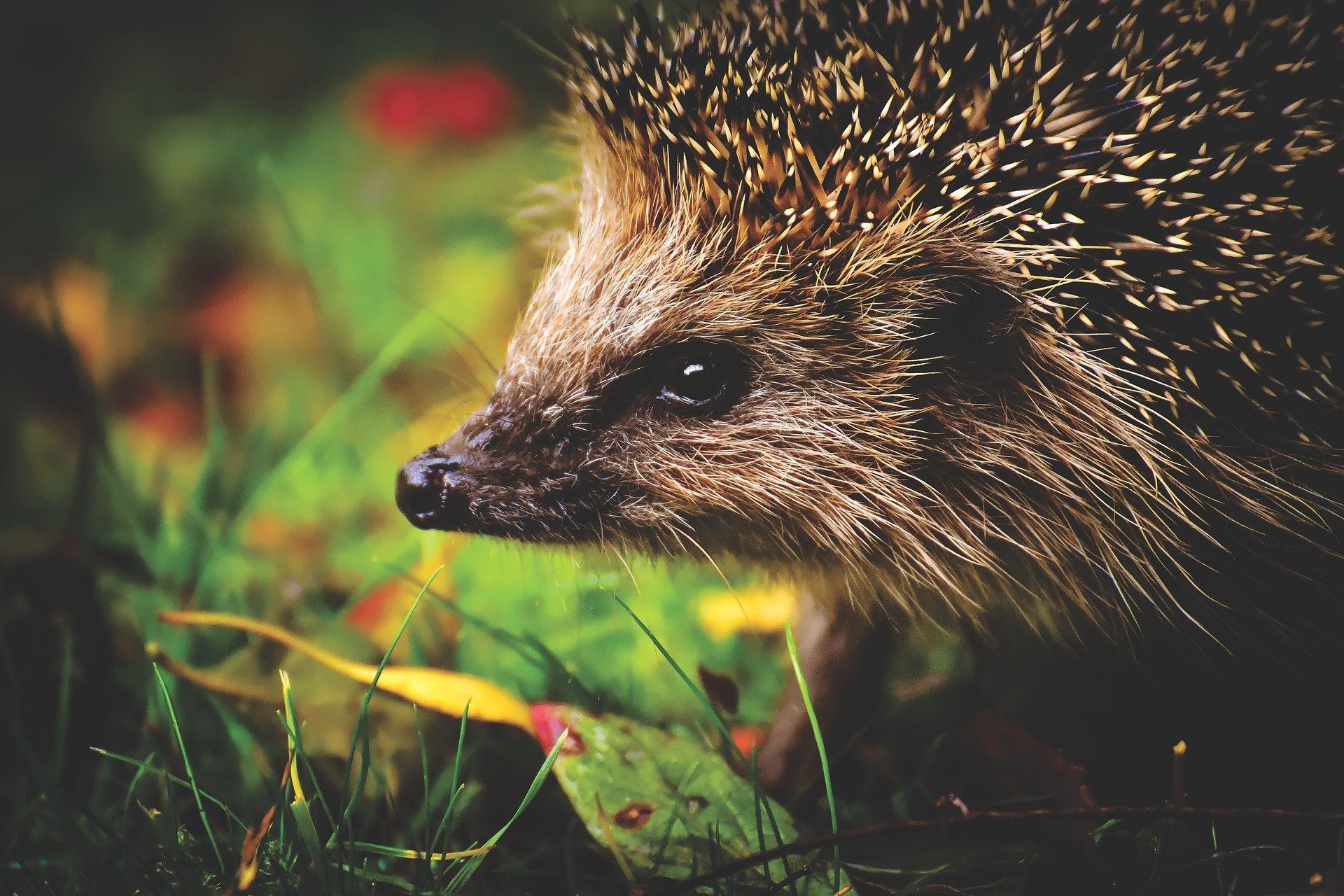 Shop Hedgehog Food & Accessories