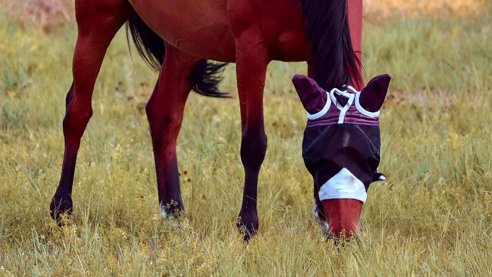 Fly Masks for Horses