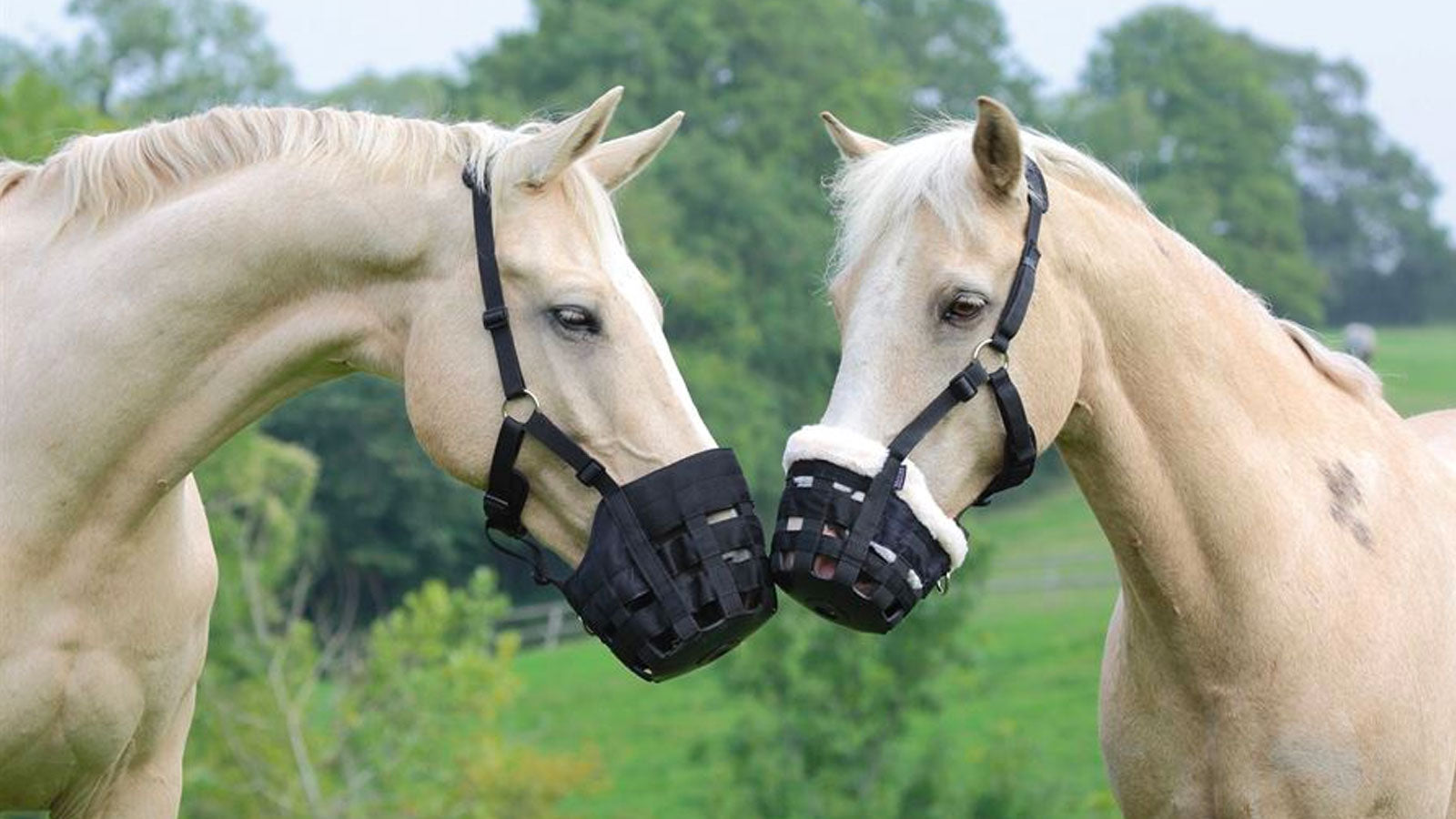 Shires Grazing Muzzles for Horses – Millbry Hill