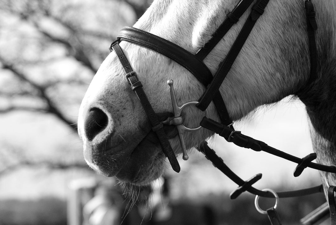Horse Bits