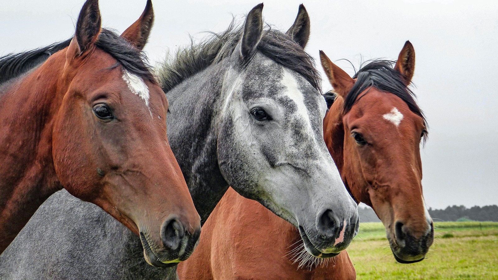 Animalintex - for Horses and Dogs, horse, dog, Animalintex® from Robinson  Animal Healthcare is a world renowned, multi layered poultice and wound  dressing., By Robinson Animal Healthcare