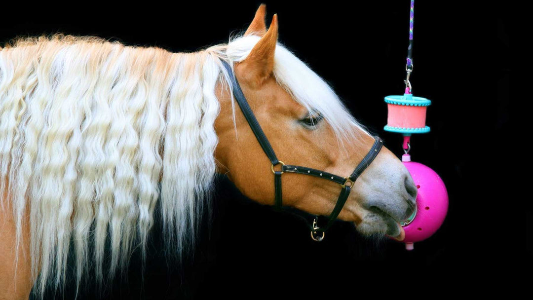 Stable Toys for Horses