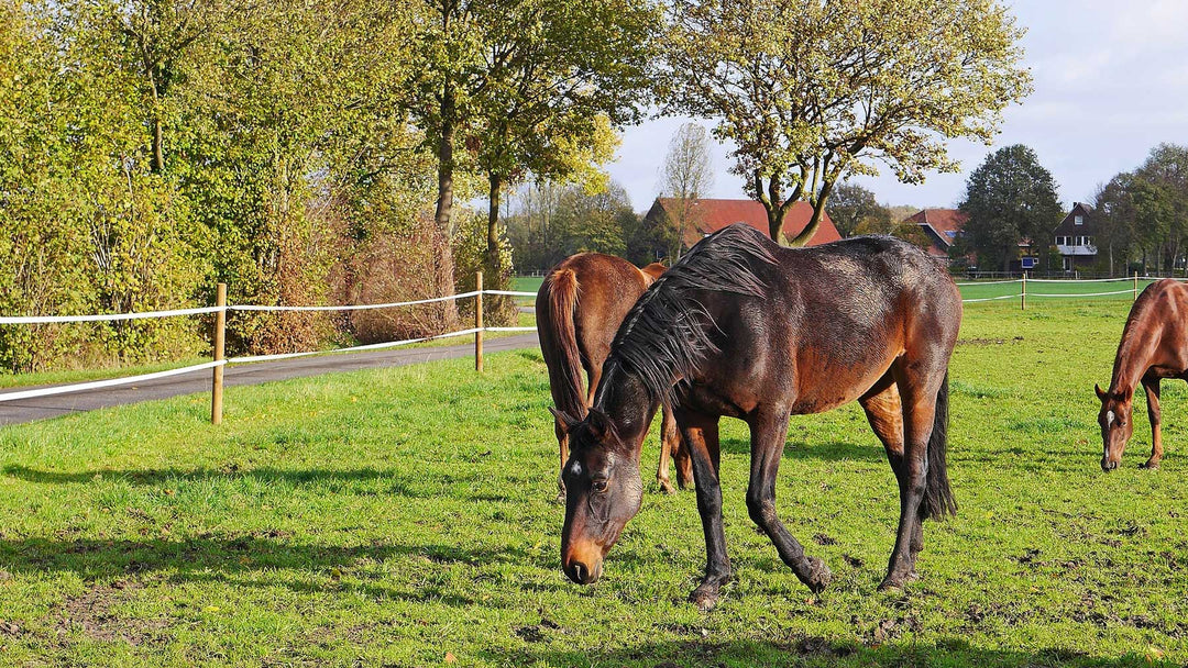 Electric Fencing & Paddock Maintenance Supplies