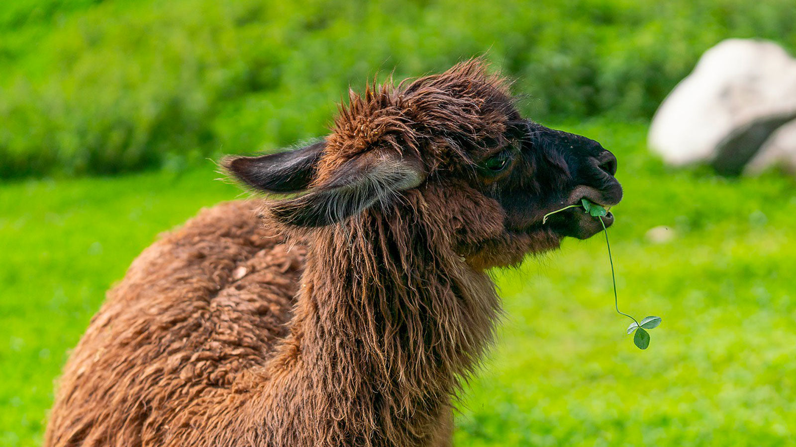 Alpaca & Llama Food & Supplies