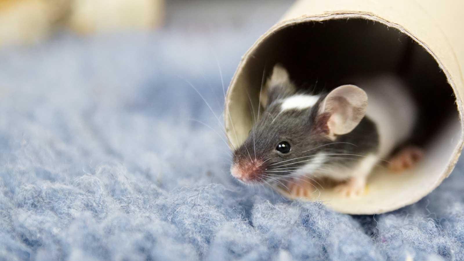 Mouse Food & Treats