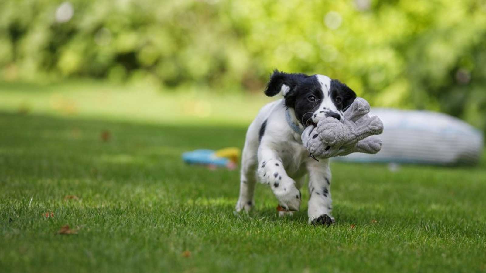 PetFace Pet Accessories