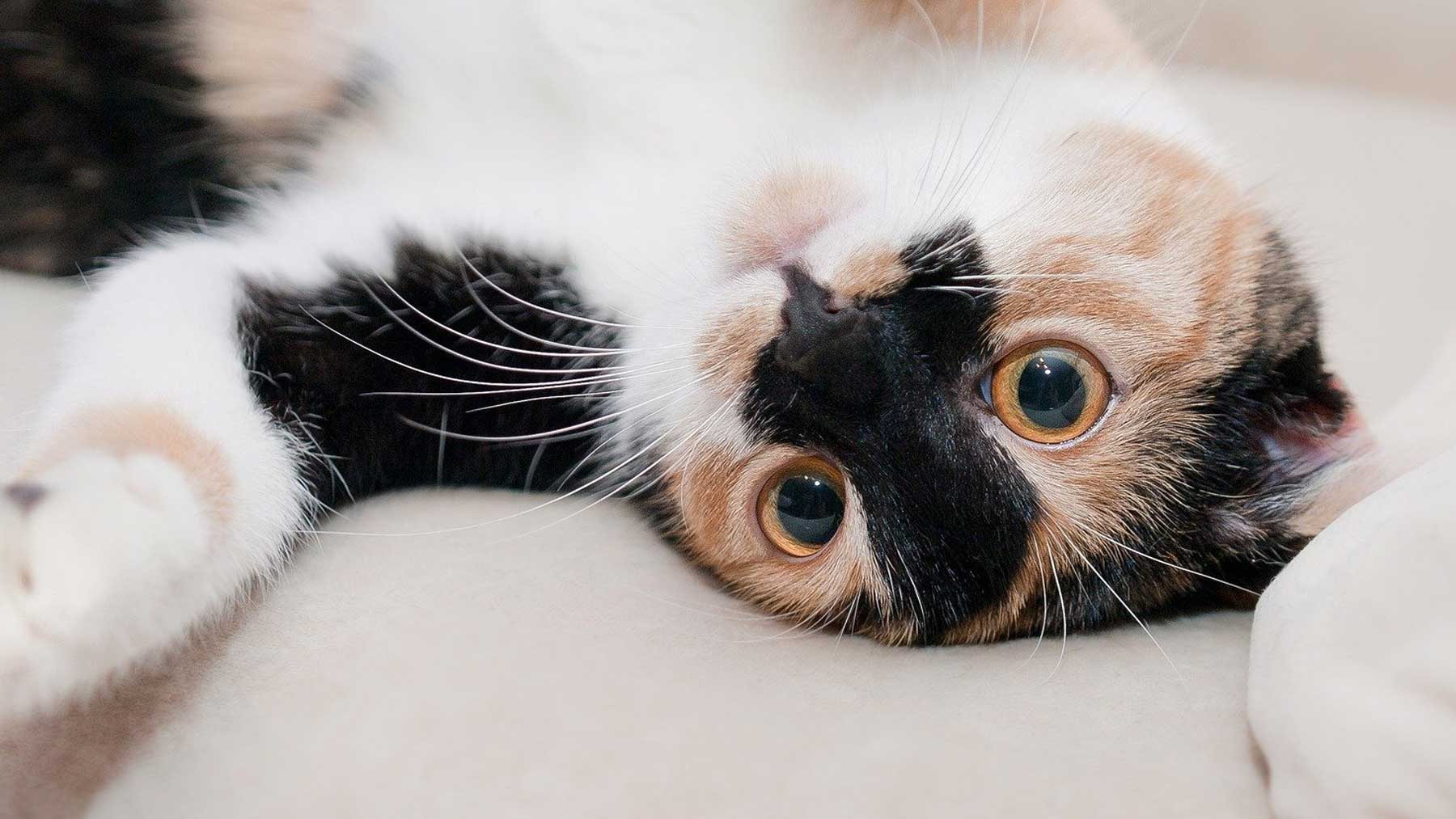 Cat Care & Grooming Products