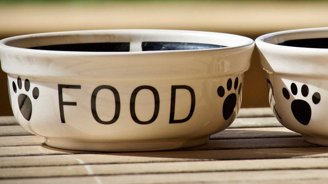 Dog Food Bowls, Water Dishes & Feeding Accessories