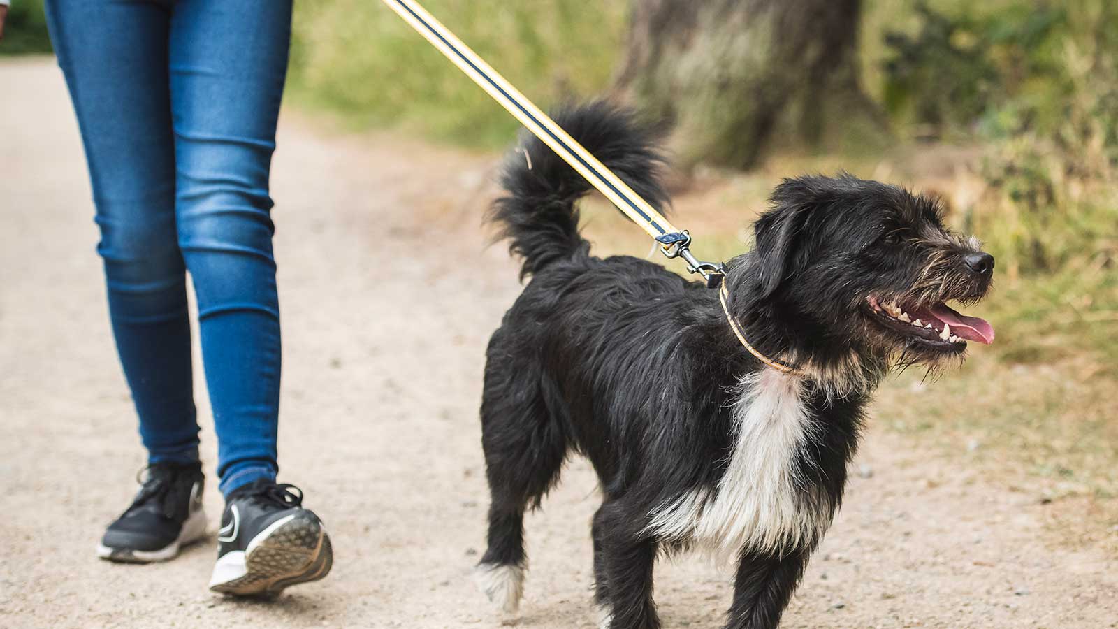 Person walking a small dog wearing a yellow and blue collar and lead