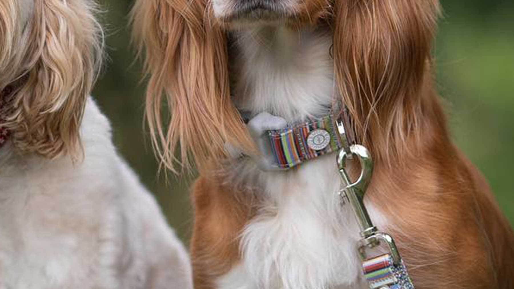 Dog Collars