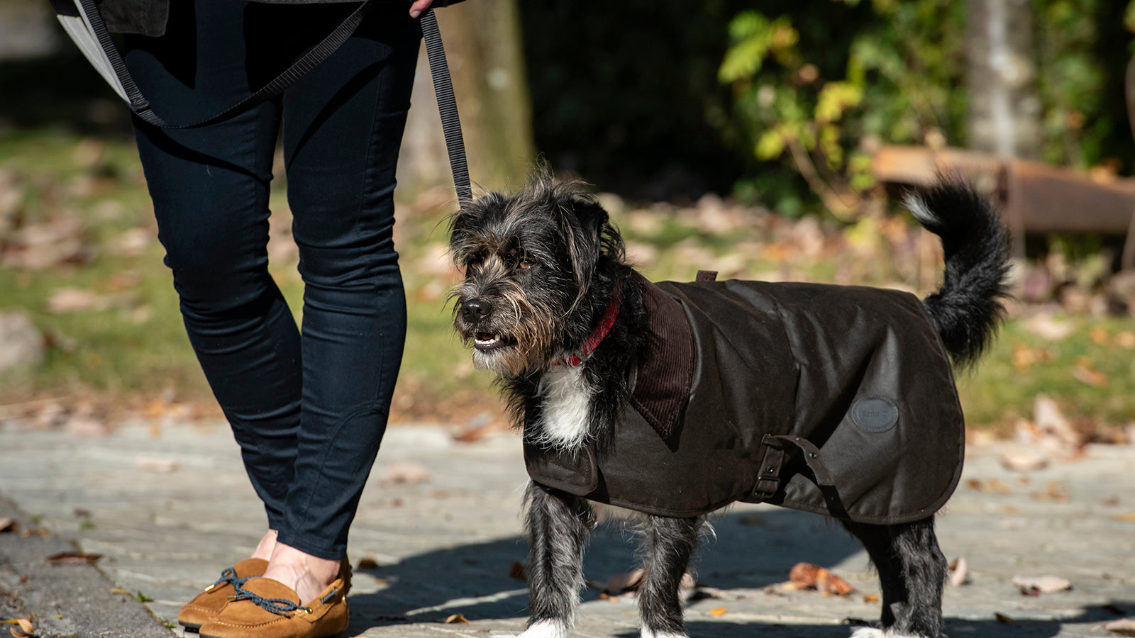 Terrier wearing a Barbour Dog Coat