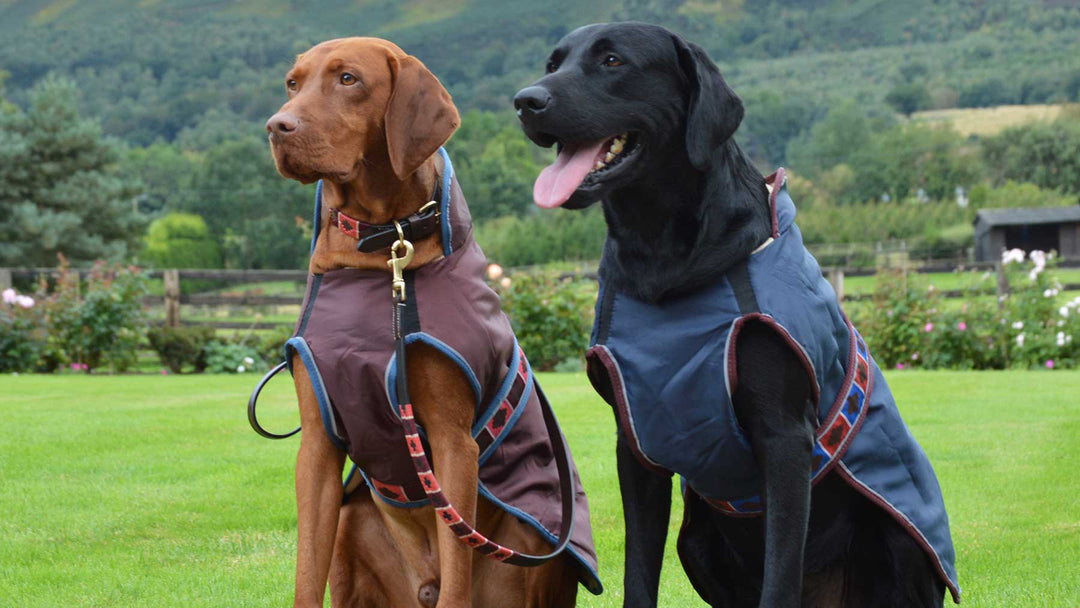 Clearance Dog Coats & Pet Clothing