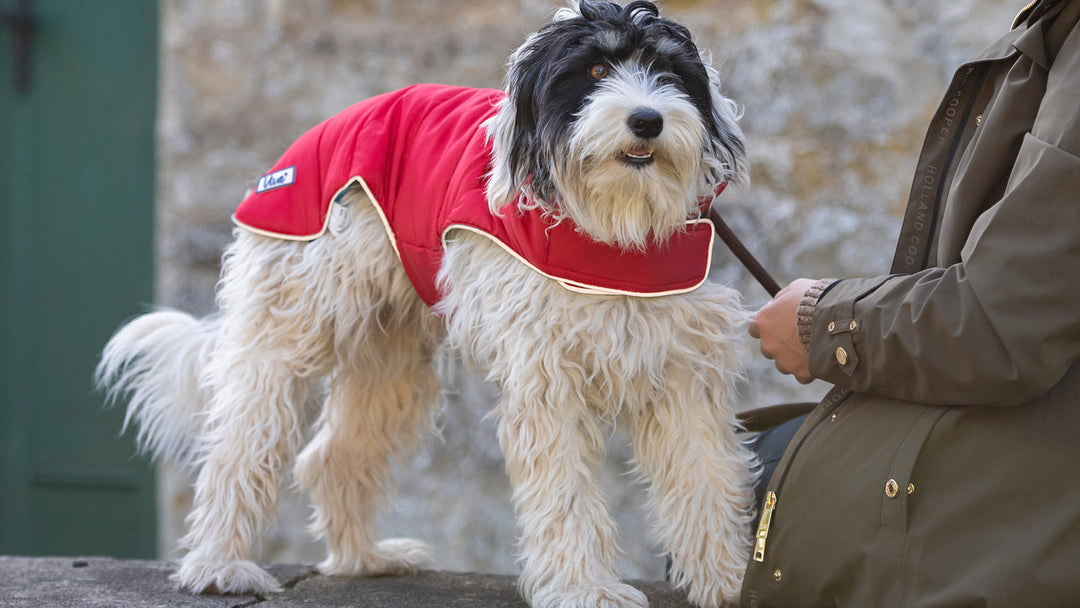 Dog wearing Ancol reversible coat