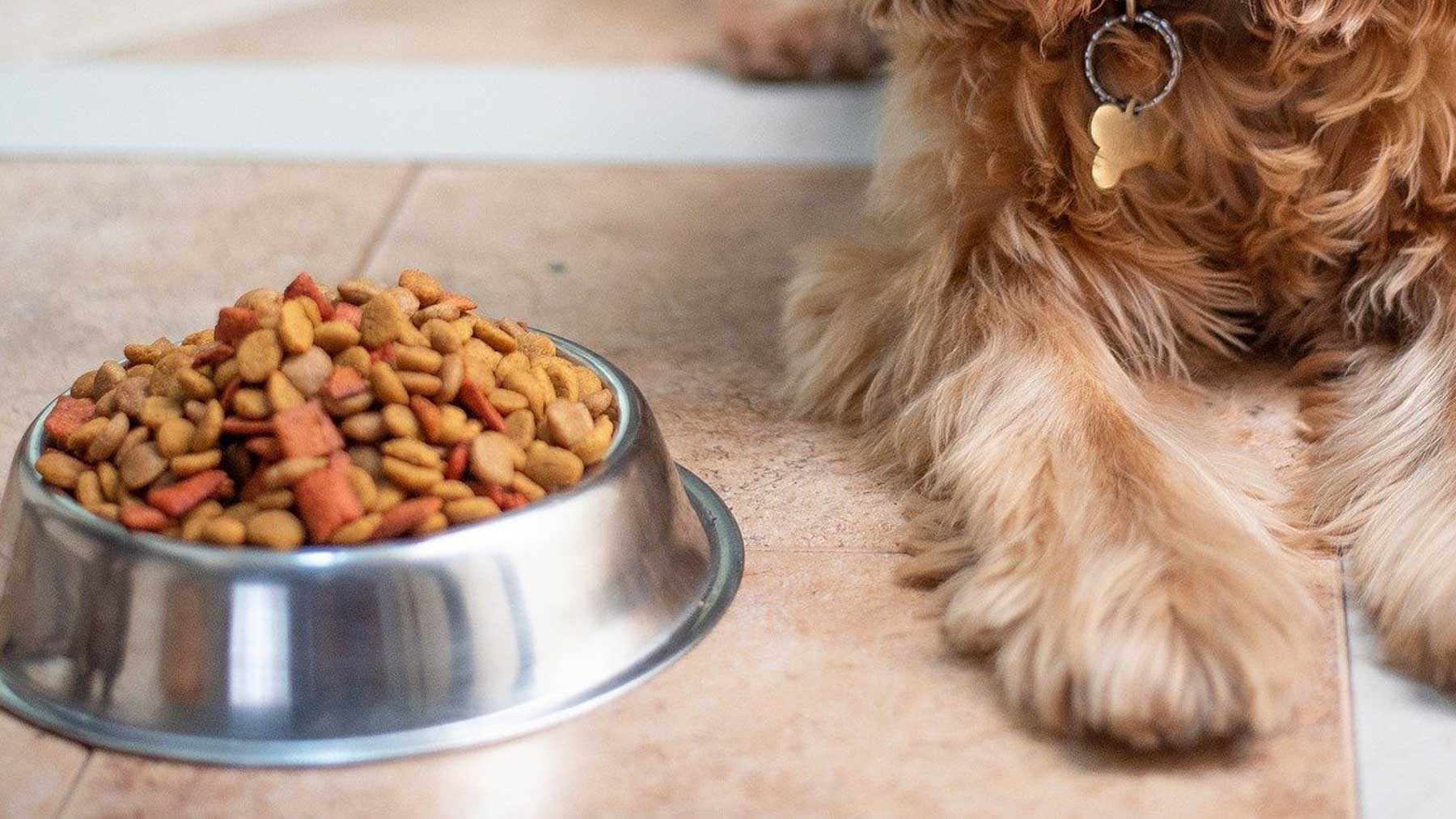 Dry Dog Food & Kibble