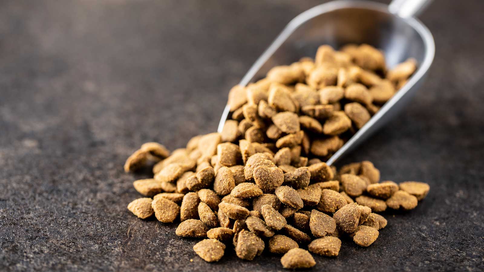 Scoop of Dry Dog Food Kibble