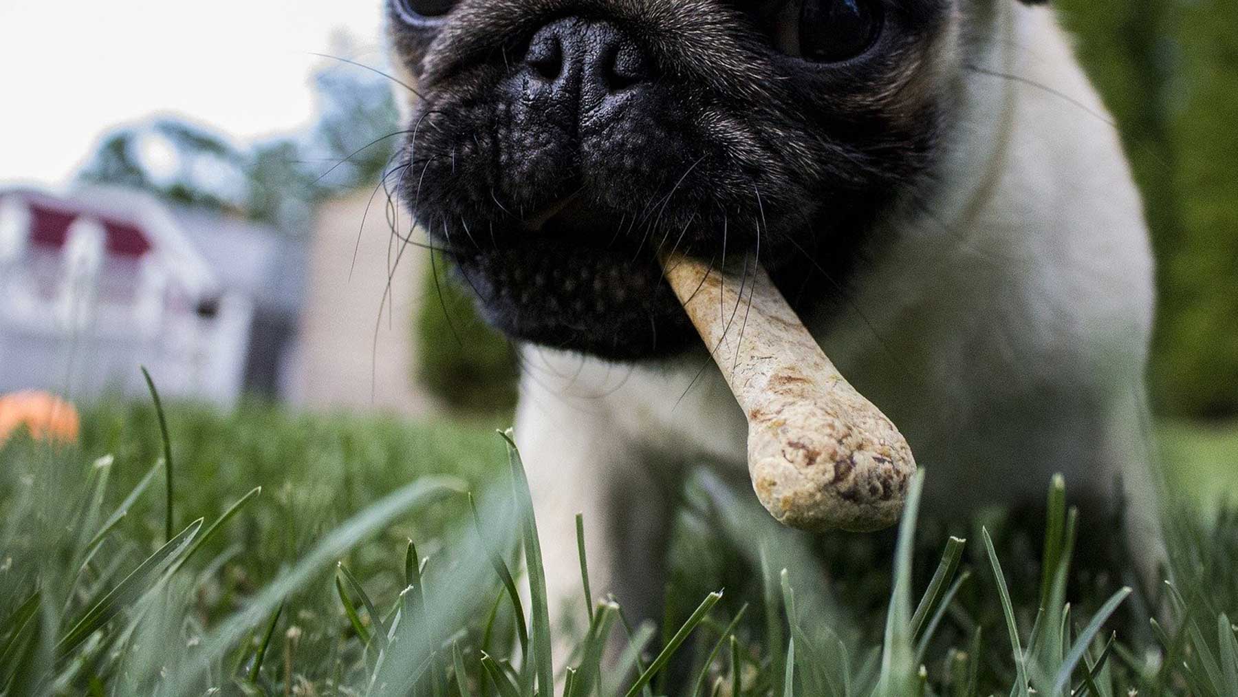 Dog Treats, Biscuits, Bones & Chews