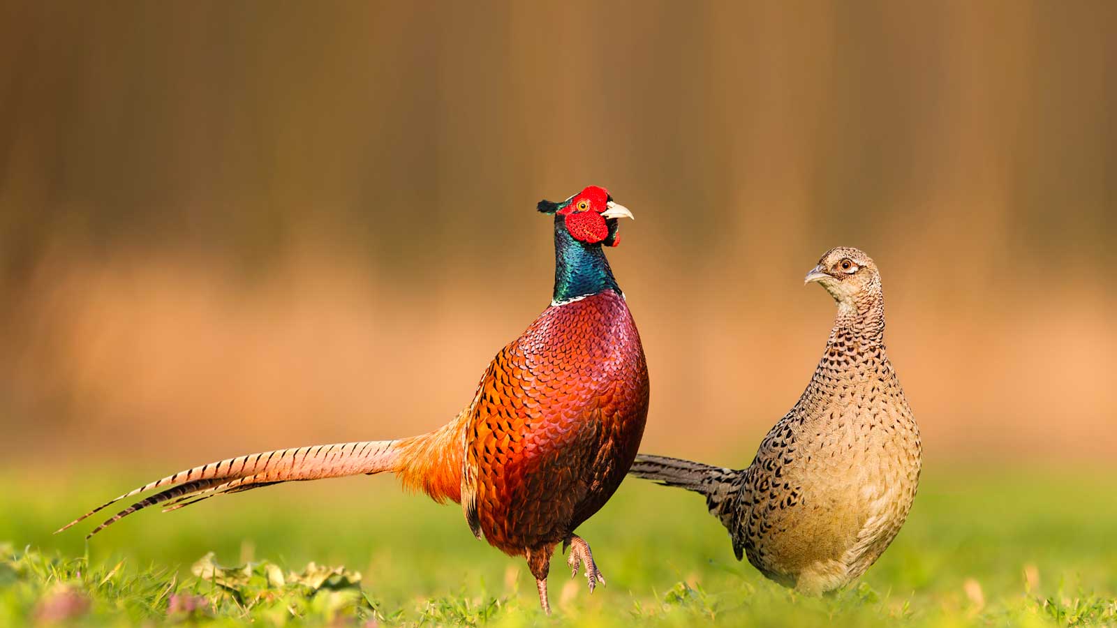 Pheasants