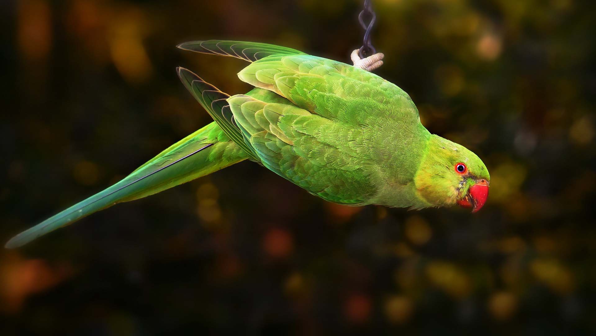 Indian ringneck clearance treats