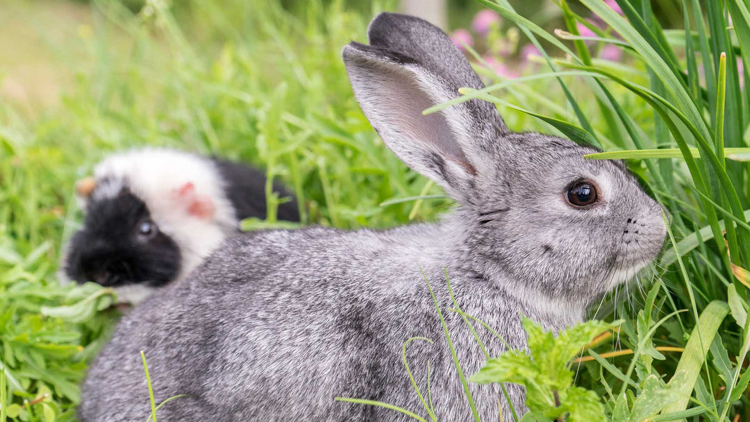 Small Animal Food & Accessories