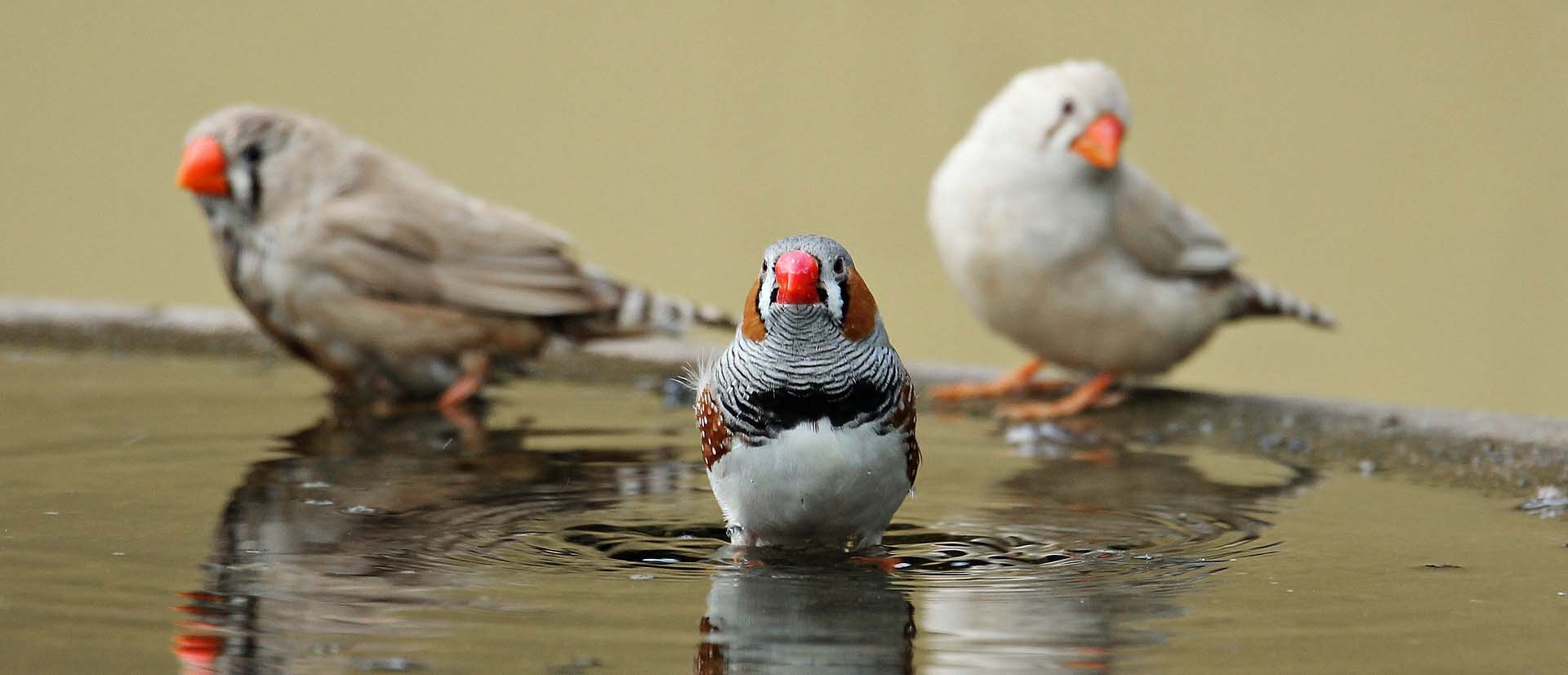 Tropical & European Finch Food