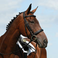 Collegiate Syntovia+ Padded Raised Cavesson Bridle#Black