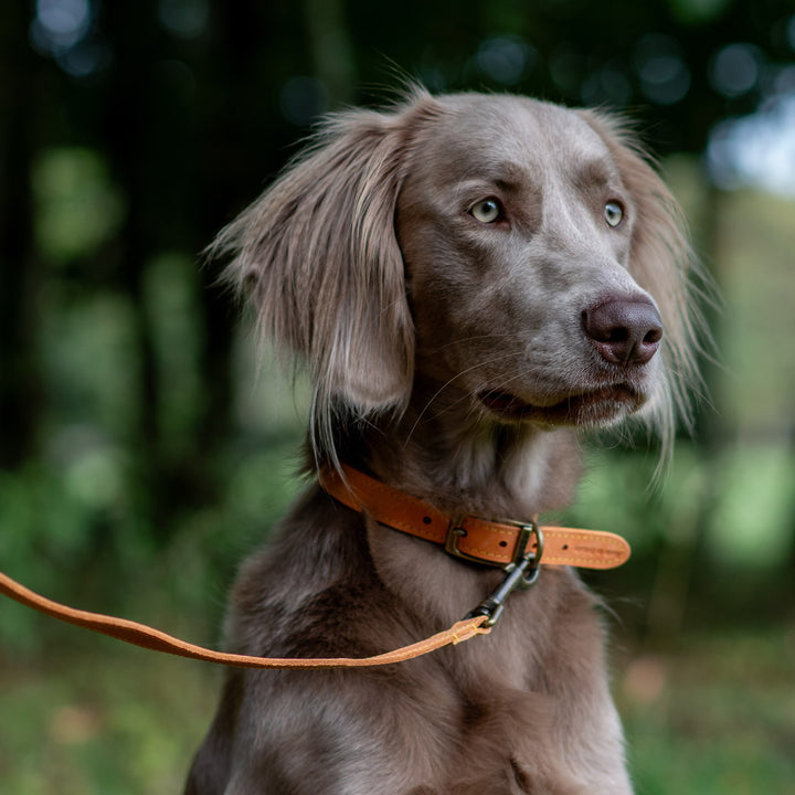 Ancol Timberwolf Leather Lead