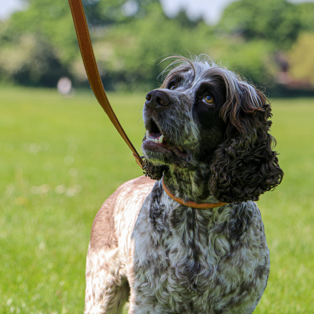 Ancol Timberwolf Leather Lead